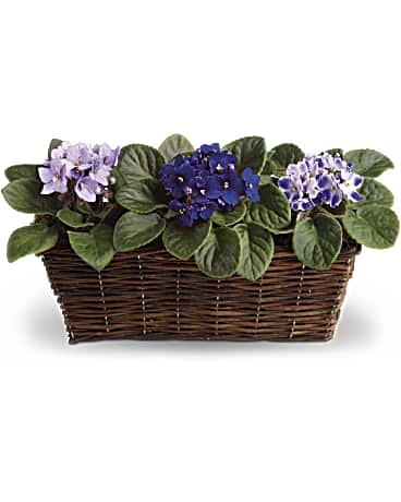 Trio de violettes douces