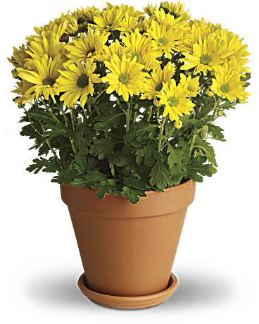 Doux comme une marguerite