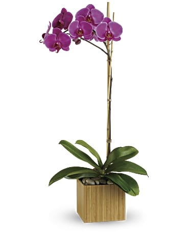 Orchidée pourpre impériale