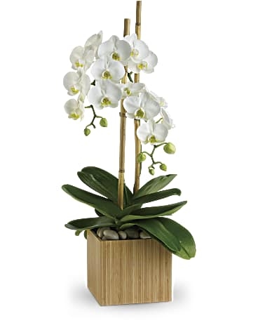 Orchidées opulentes