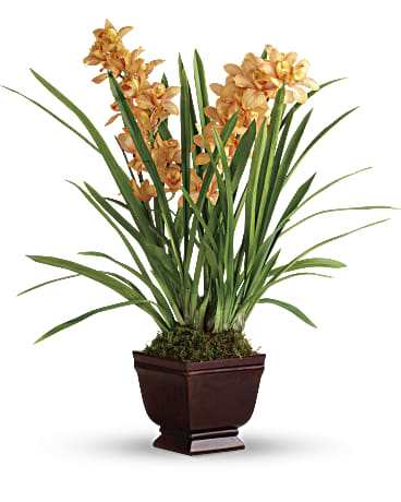 Orchidée royalement vôtre