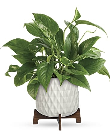 Plante Pothos aux feuilles luxuriantes