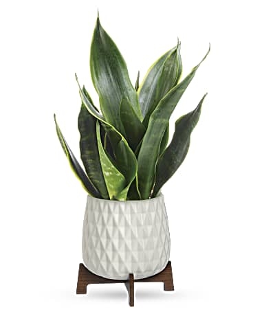 Cultiver une plante Sansevieria Art
