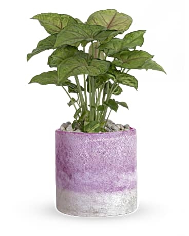 Plante de lavande gelée