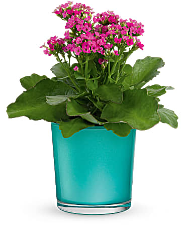 Plante aquatique scintillante