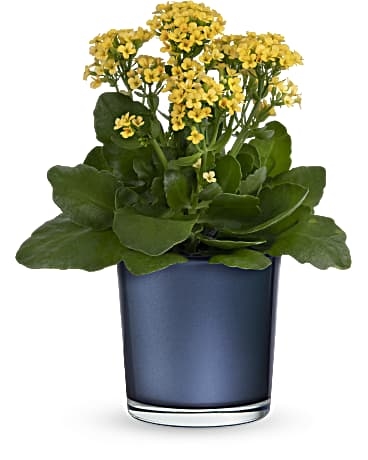 Plante du matin doré