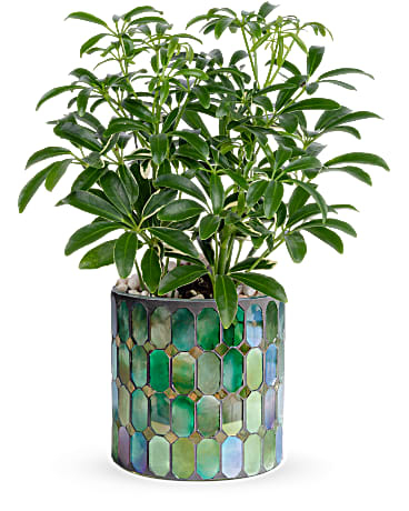 Feuilles de plantes en verre