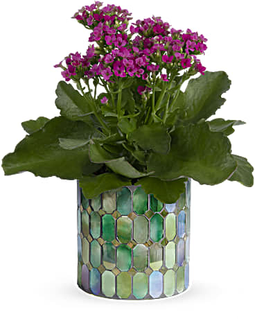 Plante mosaïque mémorable