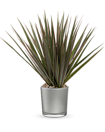 Dracaena pierre de lune