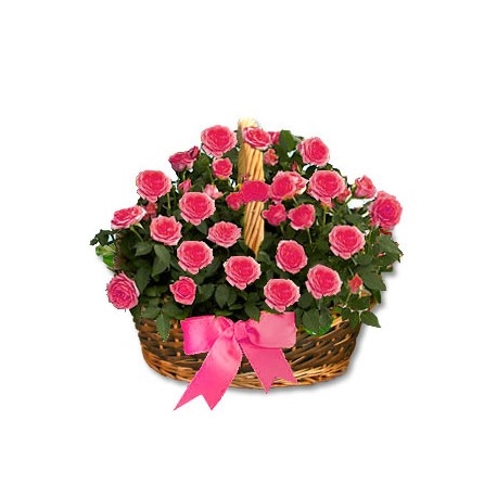 Rose Rose Panier