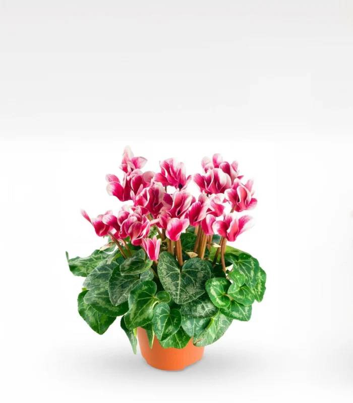 Cyclamen