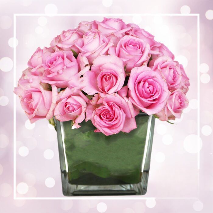 Rose charmante