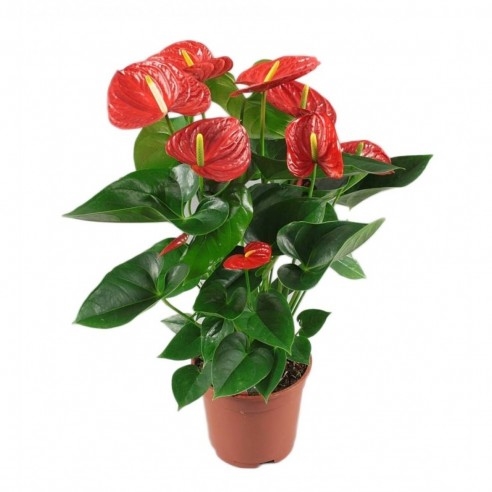 Usine d'Anthurium