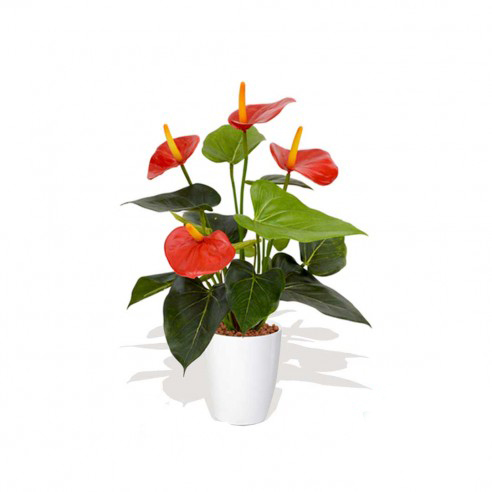 Plante d'Anthurium avec vase