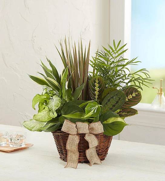 Classic Dish Garden (Small)
