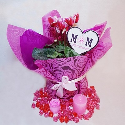 Cyclamen enveloppé