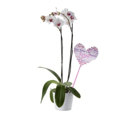 Orchidée 2 tiges