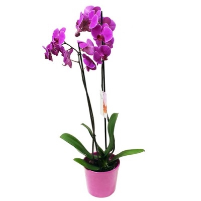 La beauté de l'orchidée