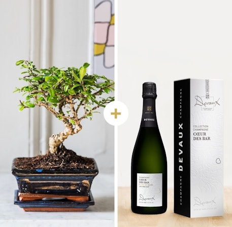 Bonsaï Et Son Champagne