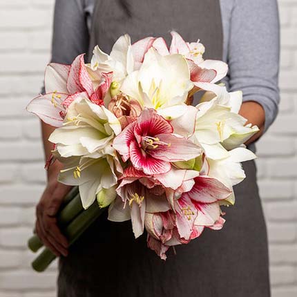 Amaryllis spectaculaire