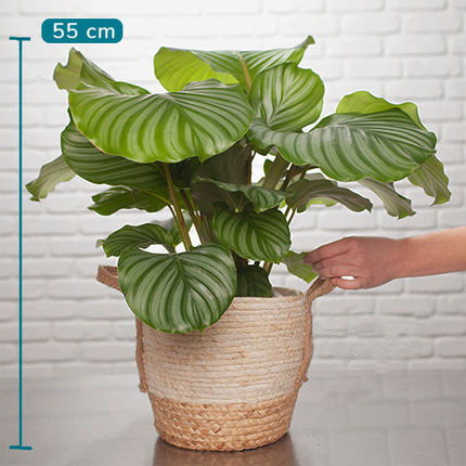 Calathea Orbifolia