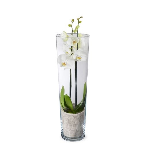 Orchidée Papillon Blanc + Vase