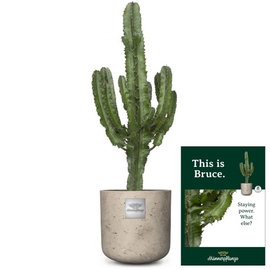 C'est Bruce (Euphorbia)