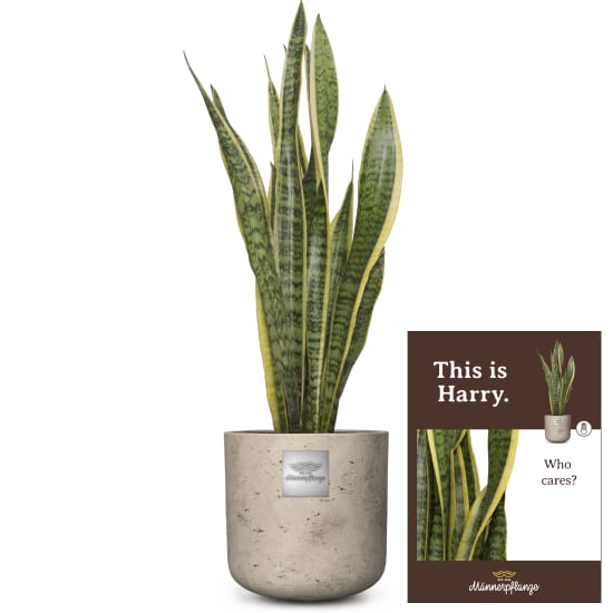 C'est Harry (Sansevieria Laurentii)