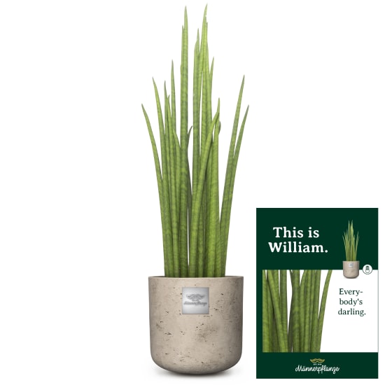 C'est William (Sansevieria Mikado)