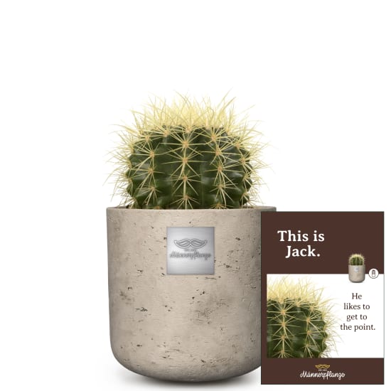 C'est Jack (Echinocactus Grusonii)
