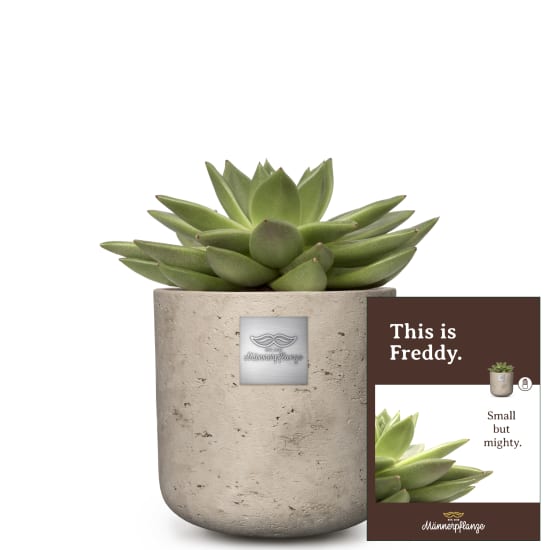 C'est Freddy (Echeveria)