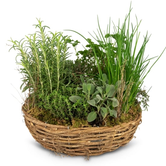 Petit jardin d'herbes (minimum)