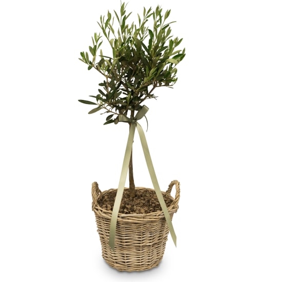 Rêve d'été (Olivier miniature)