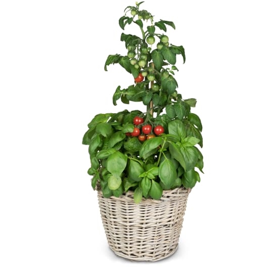Italian Feeling (Basilic and Plant de Tomate)